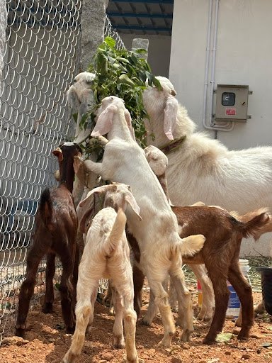 CNG GOAT FARM